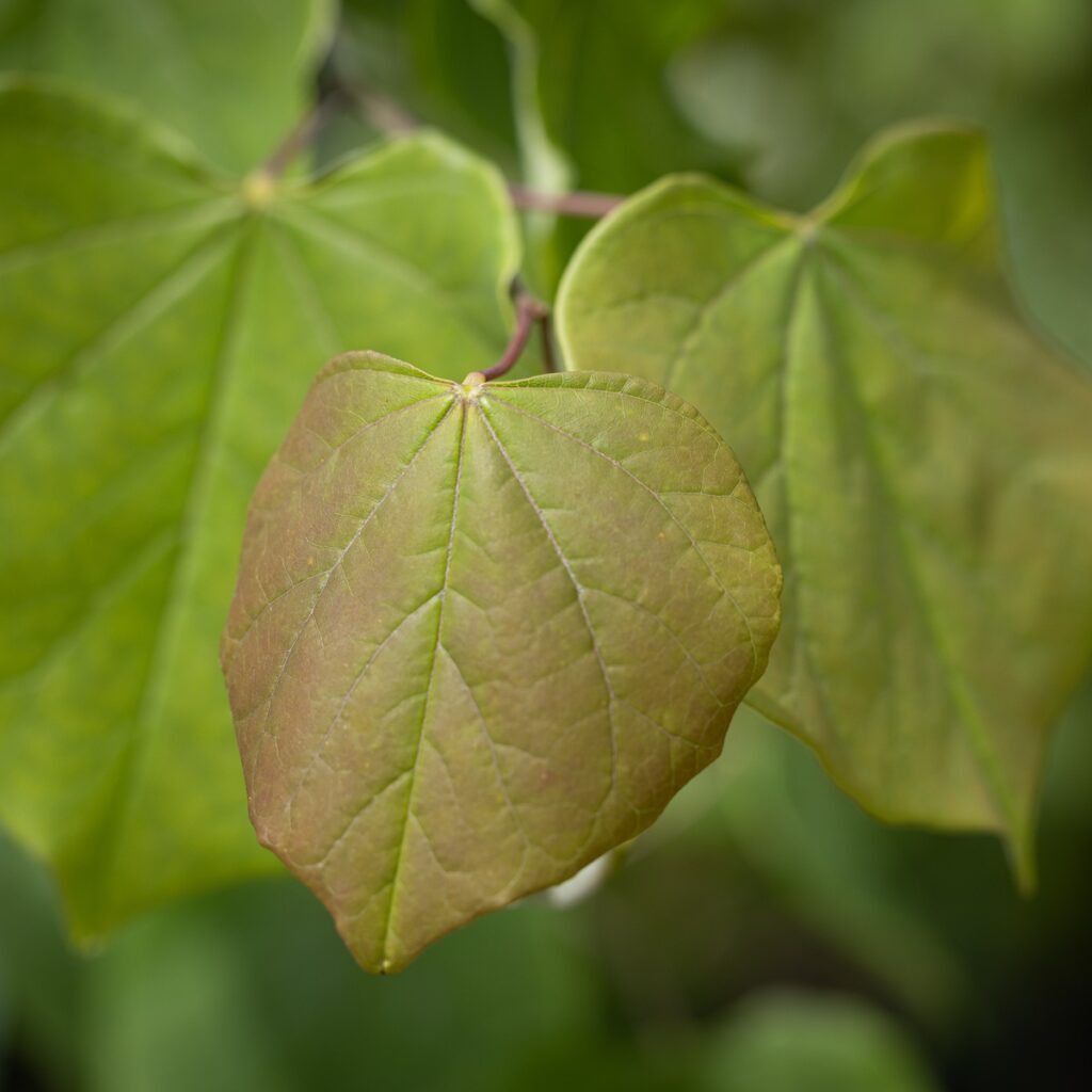 Cercis canadensis ‘Cascading Hearts’ Redbud Tree 5038838158735 2
